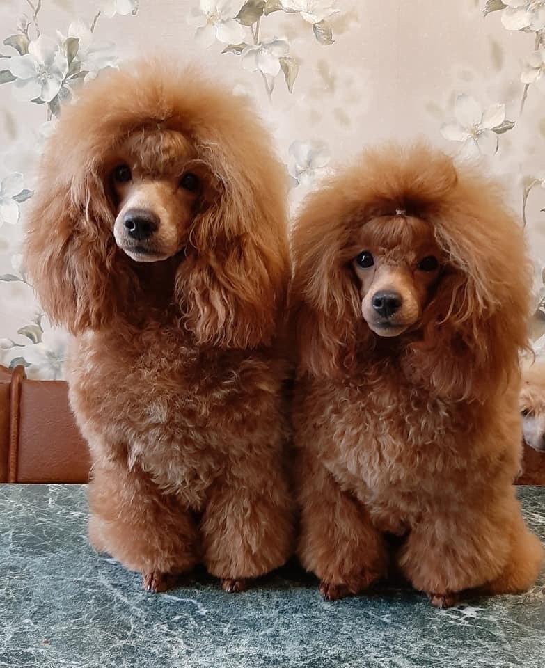 Pudel Toy Happy Puppies Hodowla psow Sfora Pudli i Maltipoo Polska